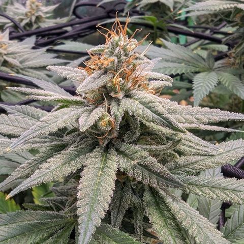 Maui Waui 1 growlog timeline photo