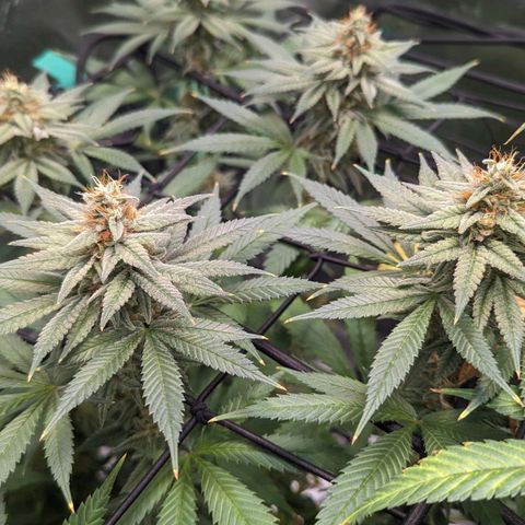 Maui Waui 1 growlog timeline photo