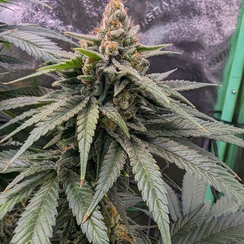 Maui Waui 2 growlog timeline photo