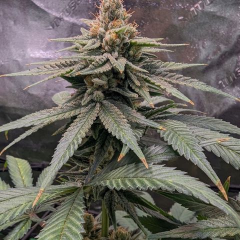 Maui Waui 2 growlog timeline photo