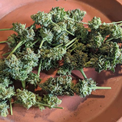 Maui Waui 2 growlog photo: 3oz wet.