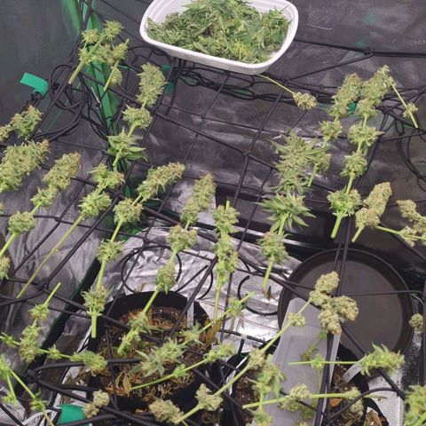 Maui Waui 1 growlog photo: 3.6oz wet