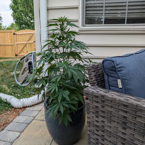 TC1 growlog timeline photo