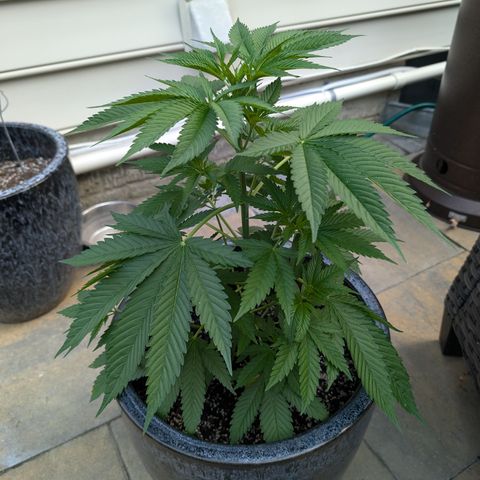 TC1 growlog timeline photo