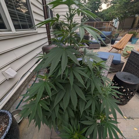 TC1 growlog timeline photo