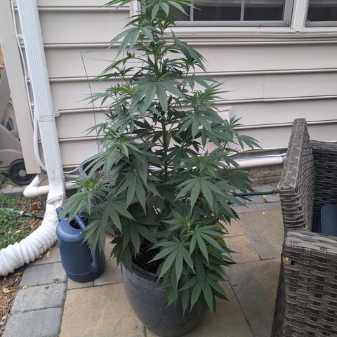 TC1 growlog timeline photo