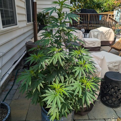 TC1 growlog timeline photo