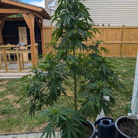 TC1 growlog timeline photo