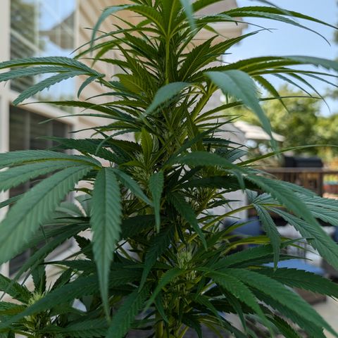 TC1 growlog timeline photo