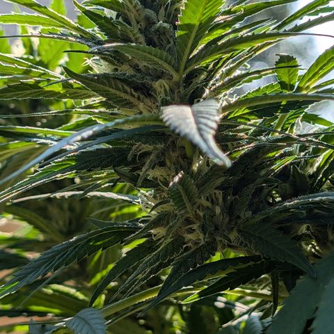 TC1 growlog timeline photo