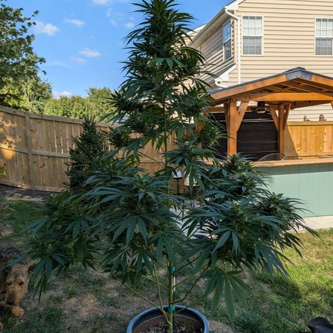 TC1 growlog timeline photo
