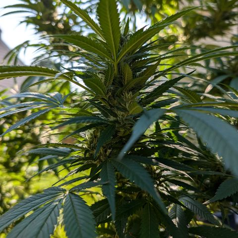 TC1 growlog timeline photo
