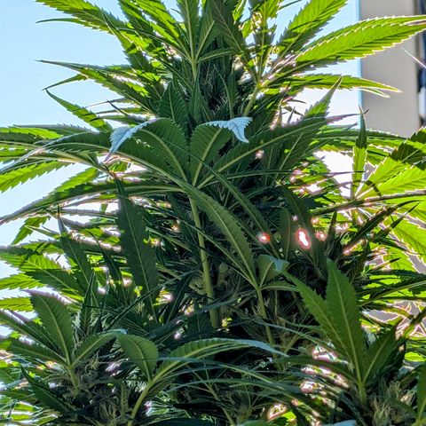 TC1 growlog timeline photo