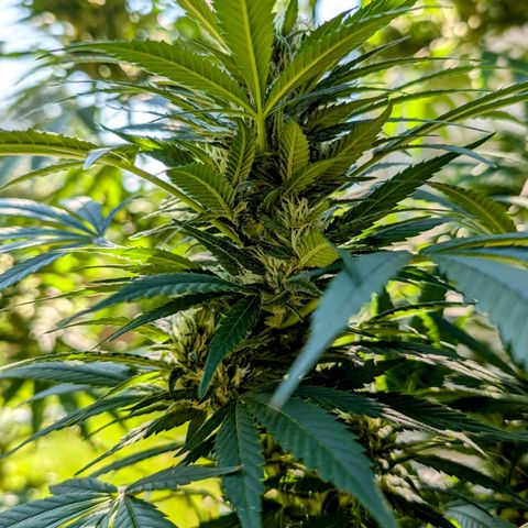 TC1 growlog timeline photo