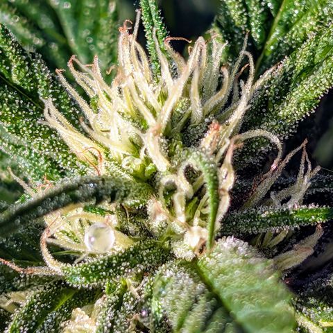 TC1 growlog timeline photo