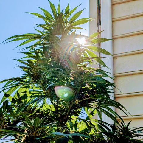 TC1 growlog timeline photo