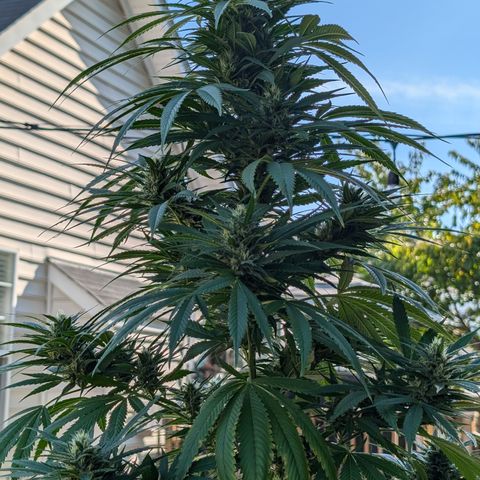 TC1 growlog timeline photo