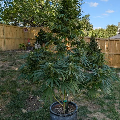 TC1 growlog timeline photo