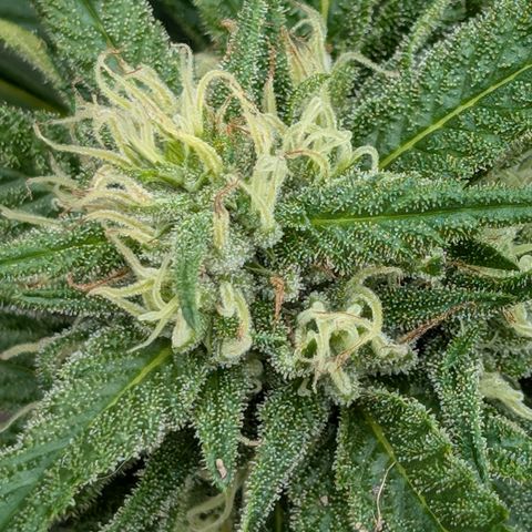 TC1 growlog timeline photo