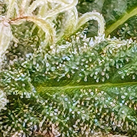 TC1 growlog timeline photo