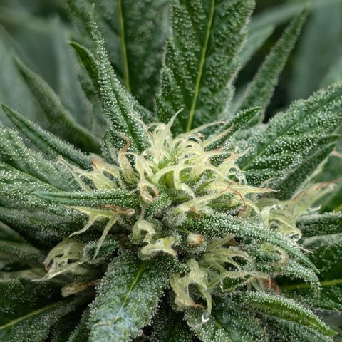 TC1 growlog timeline photo