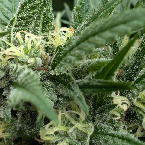 TC1 growlog timeline photo