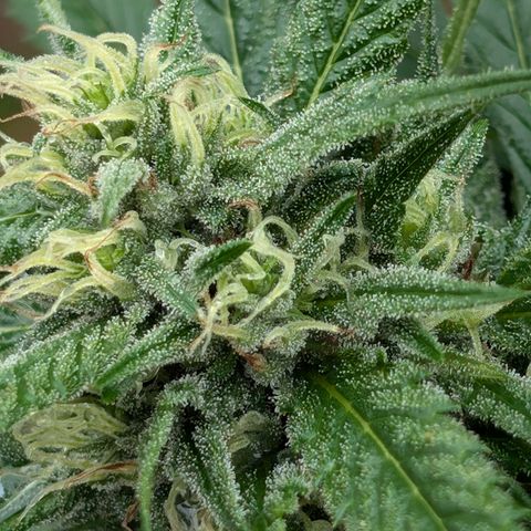 TC1 growlog timeline photo