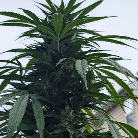 TC1 growlog timeline photo