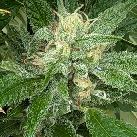 TC1 growlog timeline photo
