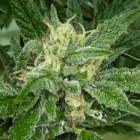 TC1 growlog timeline photo