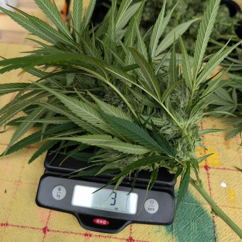 TC1 growlog photo: Harvest time