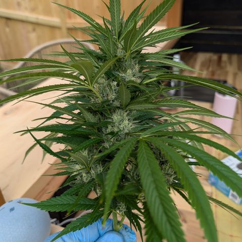 TC1 growlog photo: Harvest time