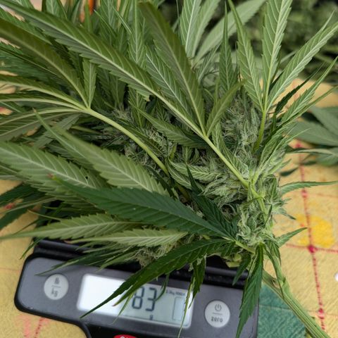 TC1 growlog photo: Harvest time