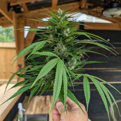 TC1 growlog photo: Harvest time