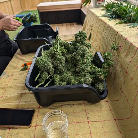 TC1 growlog photo: Harvest time