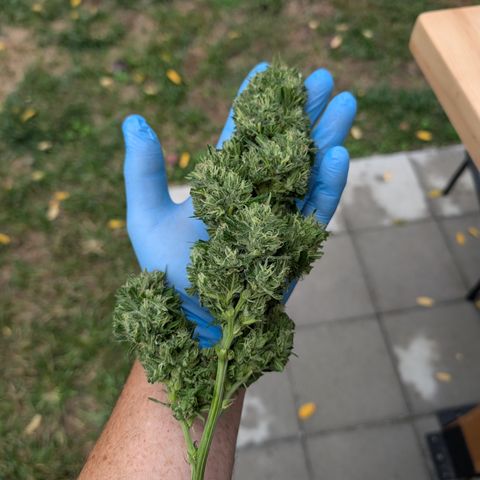 TC1 growlog photo: Harvest time