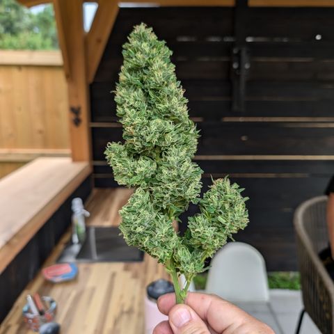 TC1 growlog photo: Harvest time