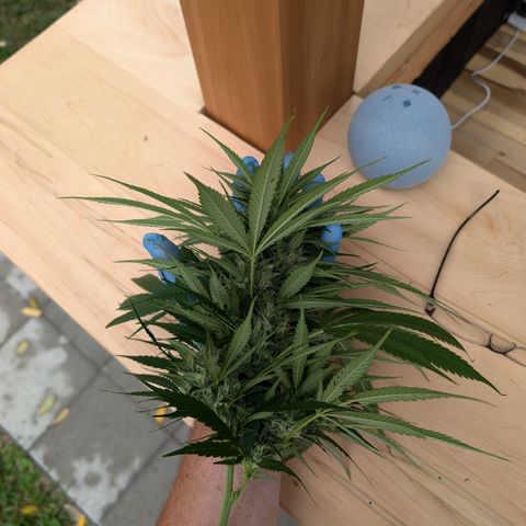TC1 growlog photo: Harvest time