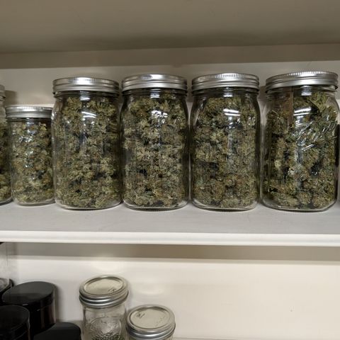 TC1 growlog photo: 175g total dried.