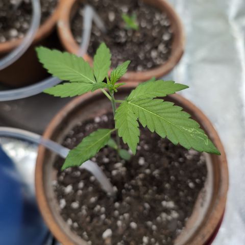 LemonHazeAuto growlog timeline photo