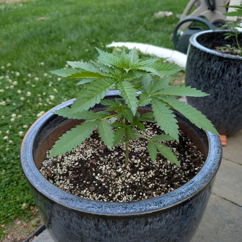 GDP2 growlog timeline photo