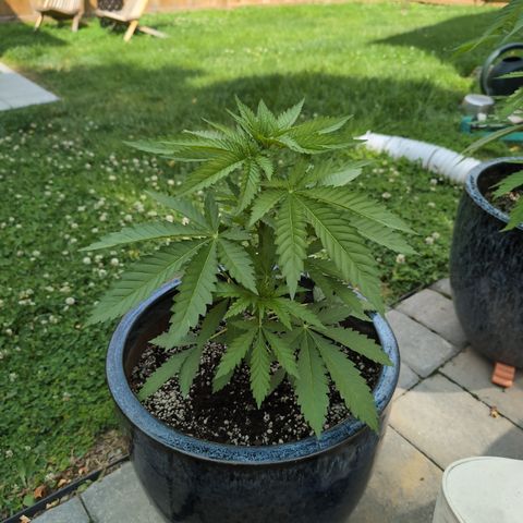 GDP2 growlog timeline photo