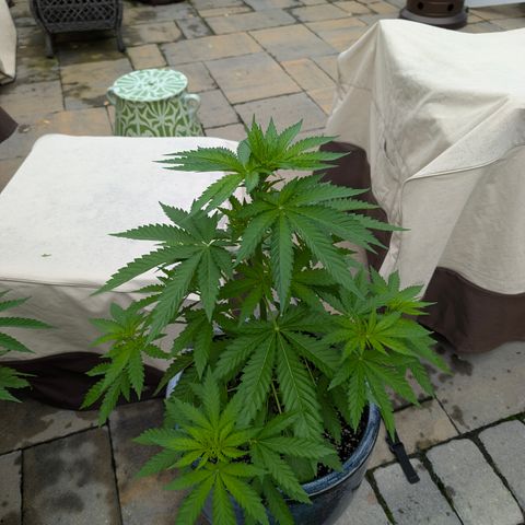 GDP2 growlog timeline photo