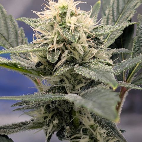 LemonHazeAuto growlog timeline photo