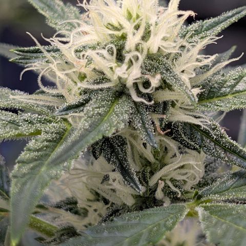 LemonHazeAuto growlog timeline photo