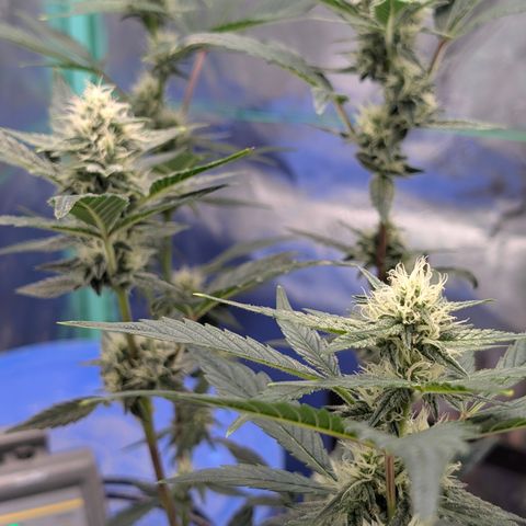 LemonHazeAuto growlog timeline photo