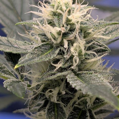 LemonHazeAuto growlog timeline photo