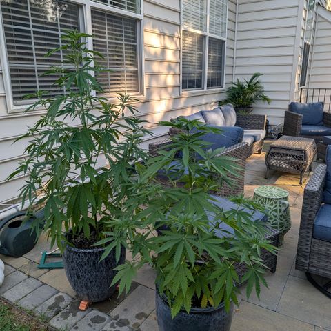 GDP2 growlog timeline photo