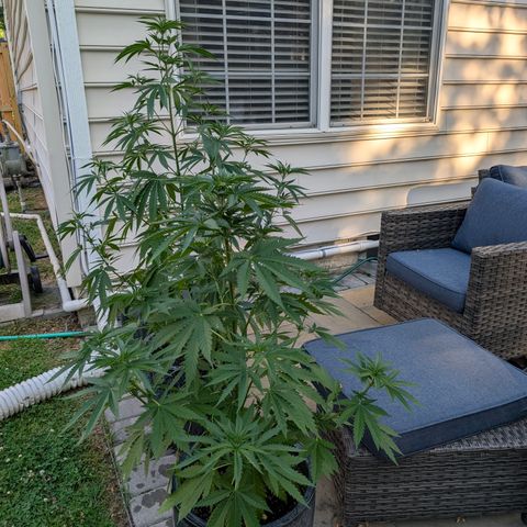 GDP2 growlog timeline photo