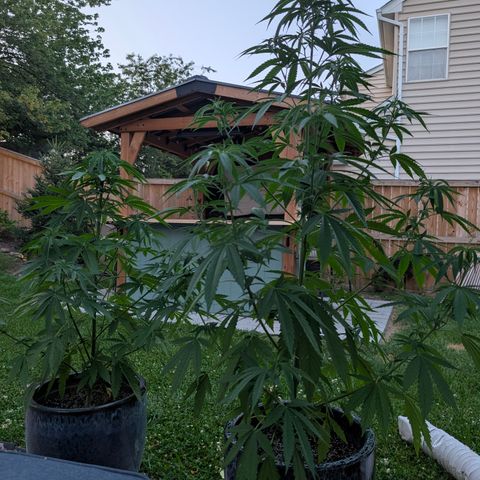 GDP2 growlog timeline photo